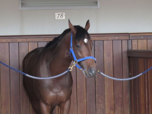 Protectionist - relaxing in his stall before 2014 Melbourne Cup